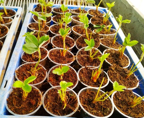 Raita Mitra Cocopeat Block | Organic Coco Coir for Plants | Superior Water Retention & Root Growth | Expandable & Easy-to-Use | Ideal for Indoor & Outdoor Gardening