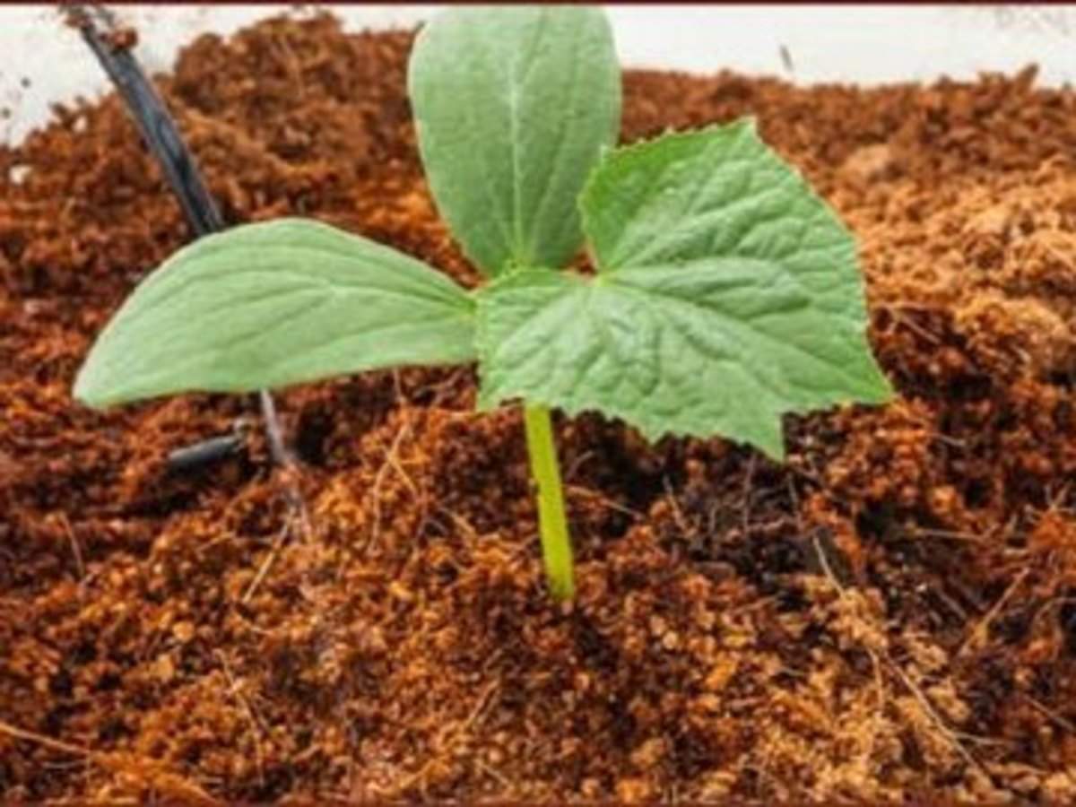 Raita Mitra Cocopeat Block | Organic Coco Coir for Plants | Superior Water Retention & Root Growth | Expandable & Easy-to-Use | Ideal for Indoor & Outdoor Gardening