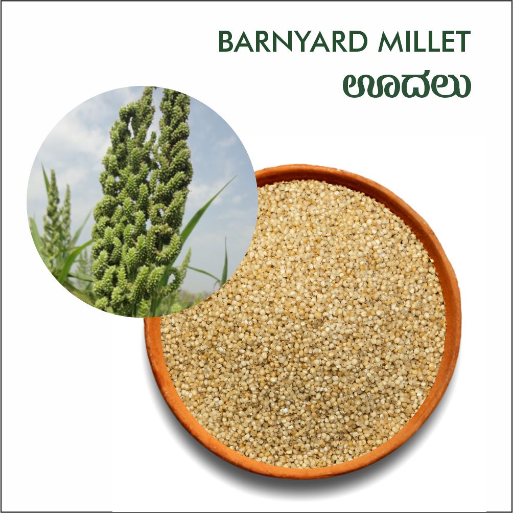 Barnyard millet