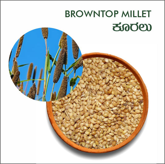 Brown top millet