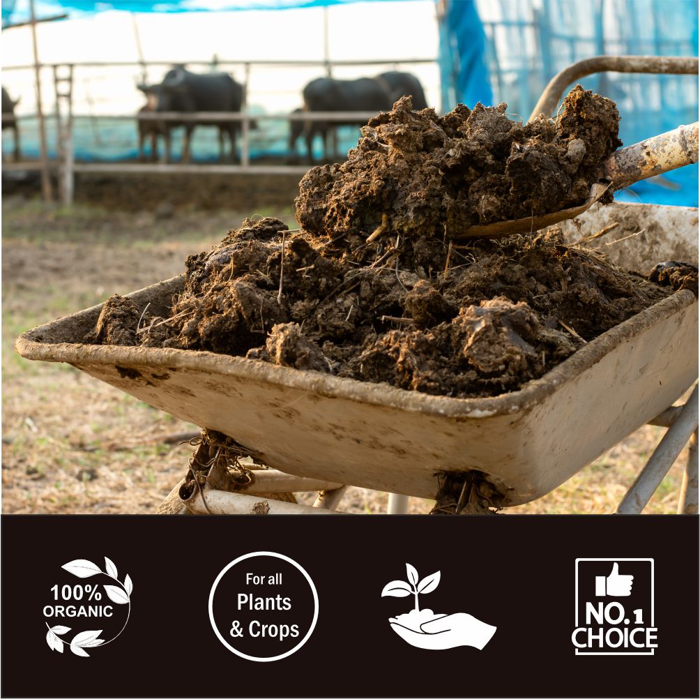 Cow dung compost