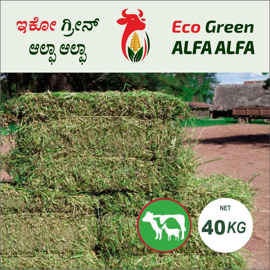 Alfalfa grass