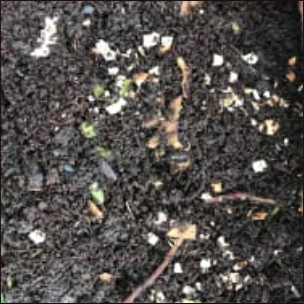 Eggshell compost