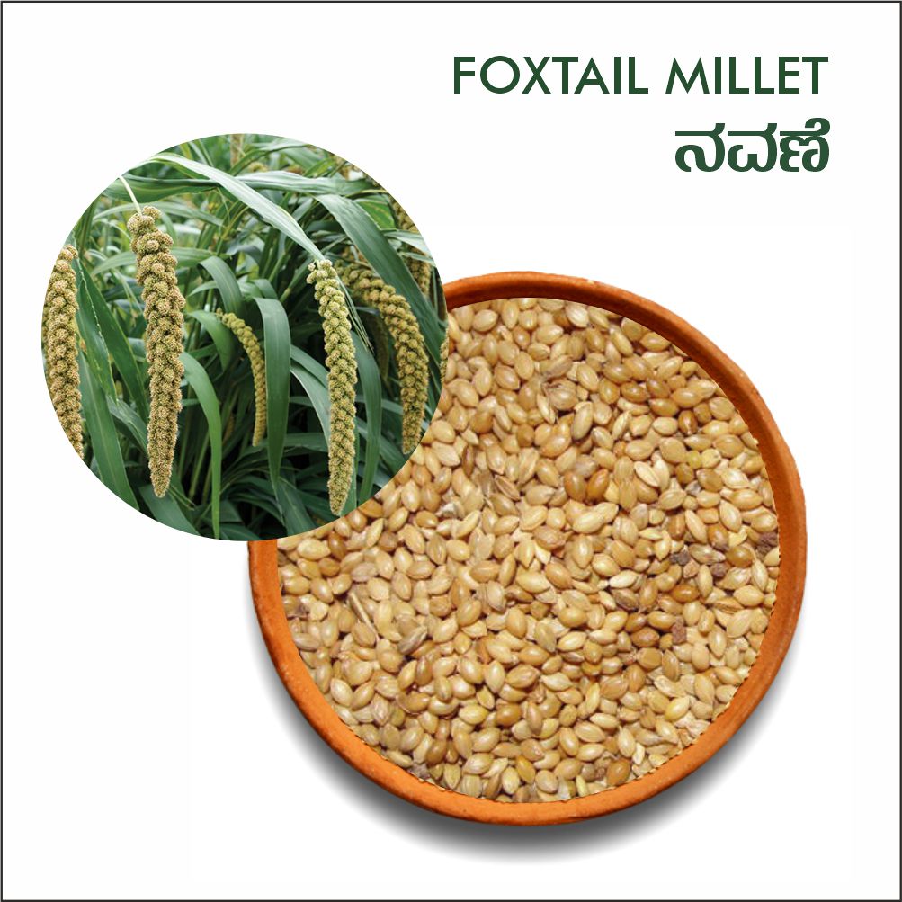 Foxtail millet