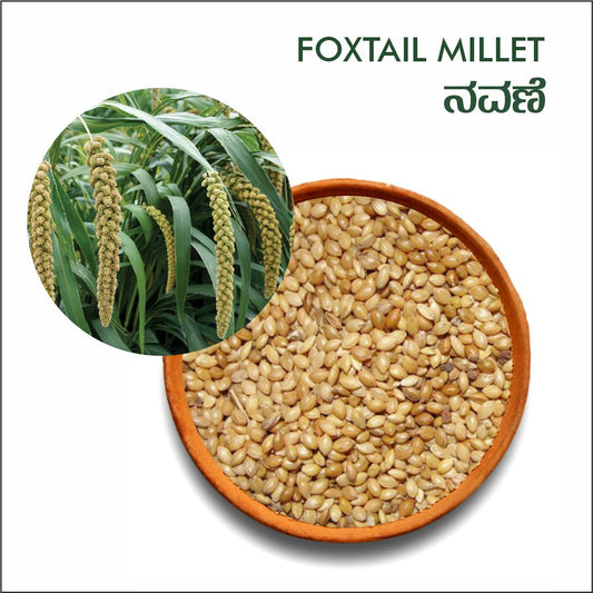 Foxtail millet