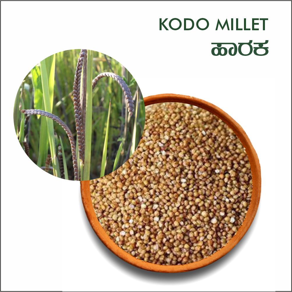 Kodo millet