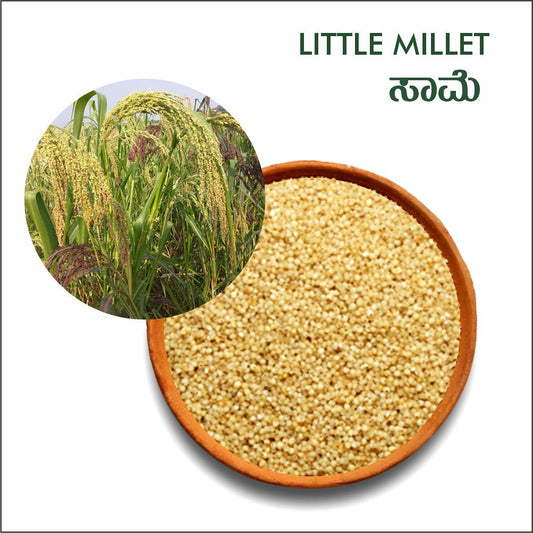 Little millet