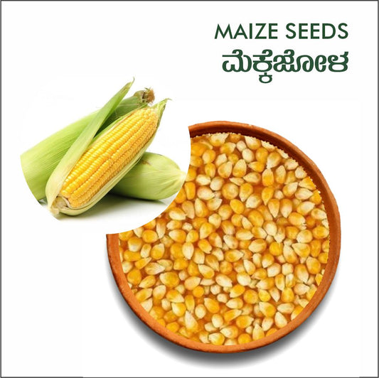 Maize seeds