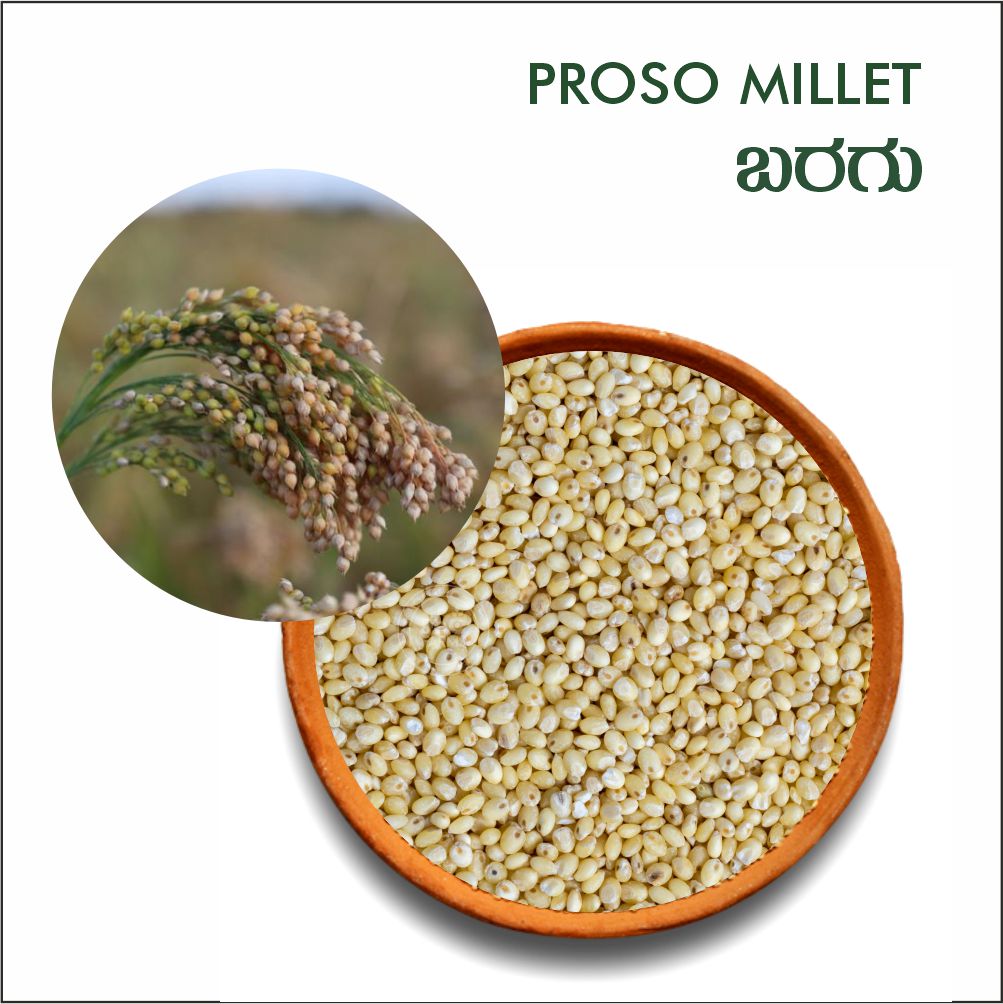 Proso millet