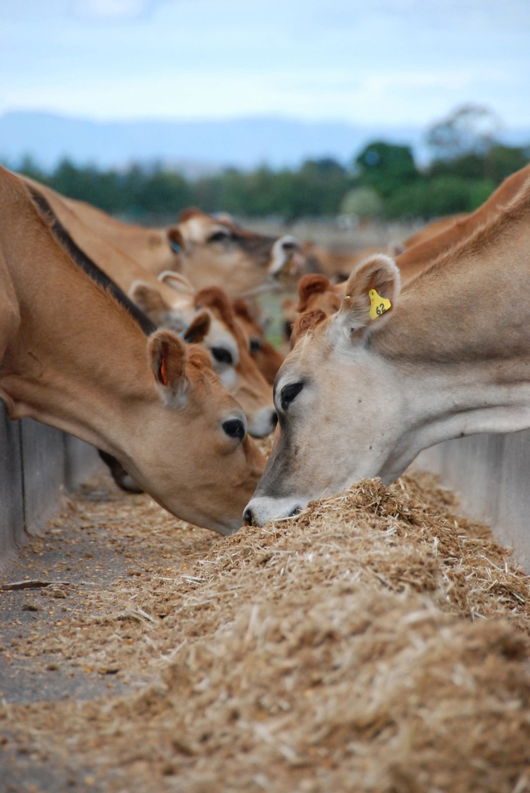 Corn Silage Details