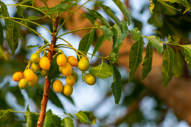 ಬೇವಿನ ಬೀಜದ ಗೊಬ್ಬರ