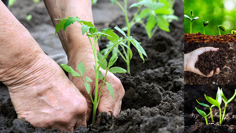 Organic compost