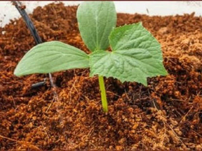 Raita Mitra Cocopeat Block | Organic Coco Coir for Plants | Superior Water Retention & Root Growth | Expandable & Easy-to-Use | Ideal for Indoor & Outdoor Gardening
